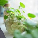 高硼硅小型金钱草水植 玻缸水槽 热销养铜钱草小鱼缸 3.3玻璃小缸