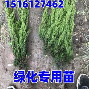 绿化苗木龙柏小苗 小龙柏 龙柏球 四季常青龙柏树苗龙柏盆景