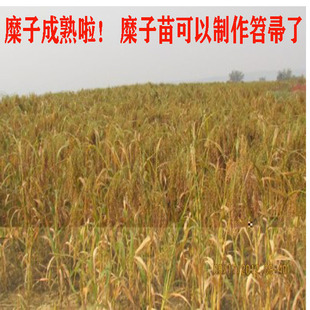 山西特产c糜子笤帚传统手工植物糜黍子苗制作扫把头清洁用糜子包