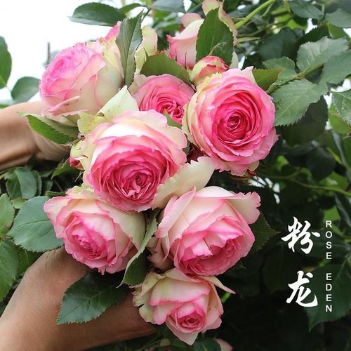 粉色龙沙宝石f月季花苗藤本爬藤蔷薇花苗庭院植物粉龙盆栽月季花