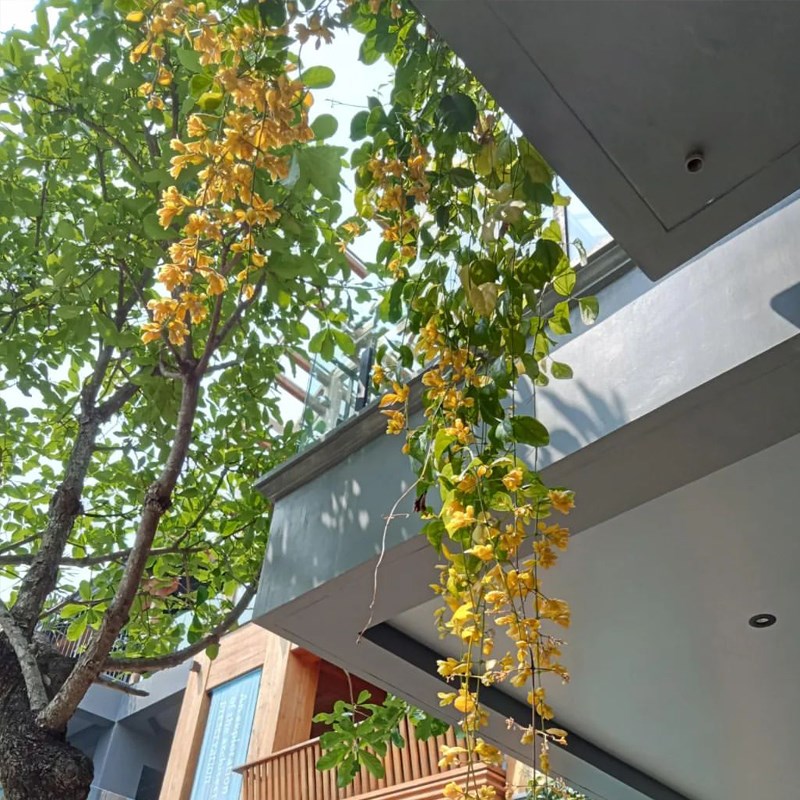 黄金沃尔夫藤 室外耐热夏季开花藤本垂吊植U物多年生花期长