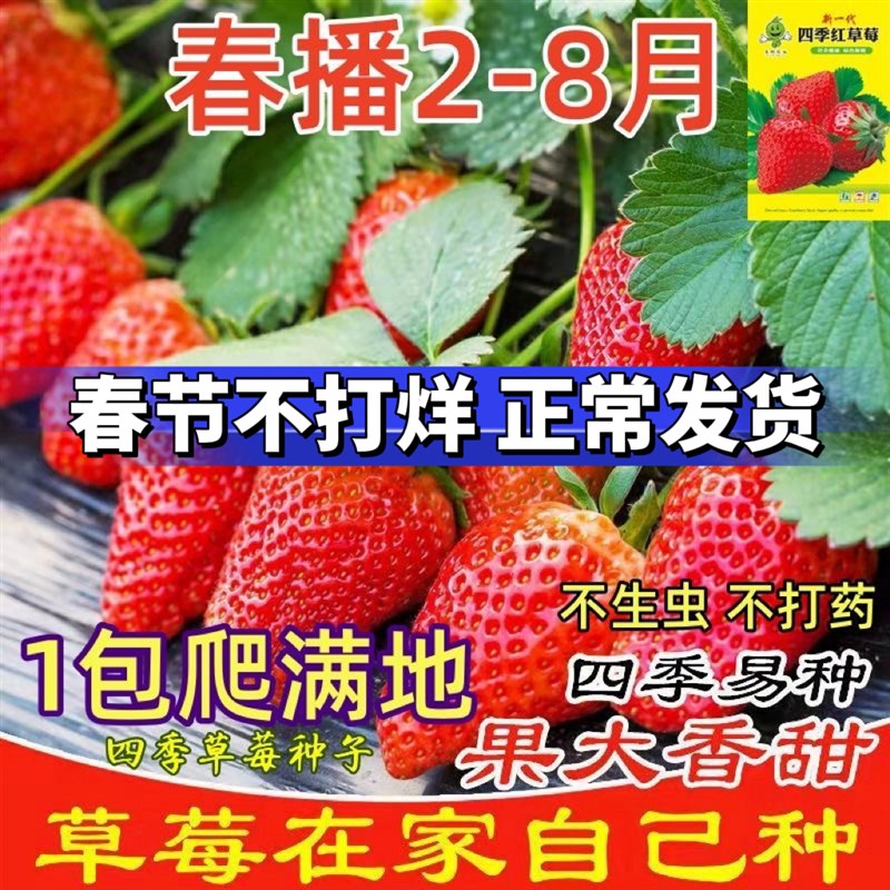 草莓种子四季易活草m莓籽庭院阳台盆栽室内外种籽子奶油草莓yc436