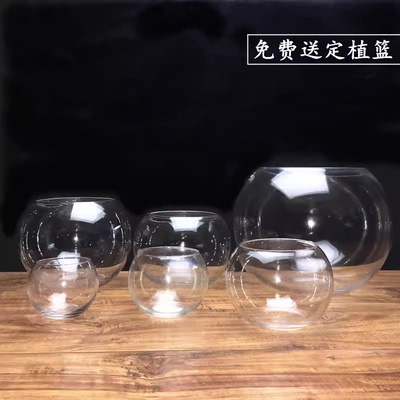 水培植物玻璃瓶绿萝花盆