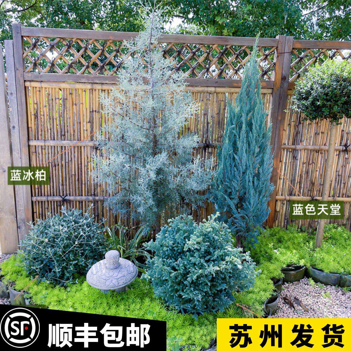 蓝冰柏树苗蓝色天堂侧柏圣诞树盆栽花园四季常绿叶棒棒糖花镜植物