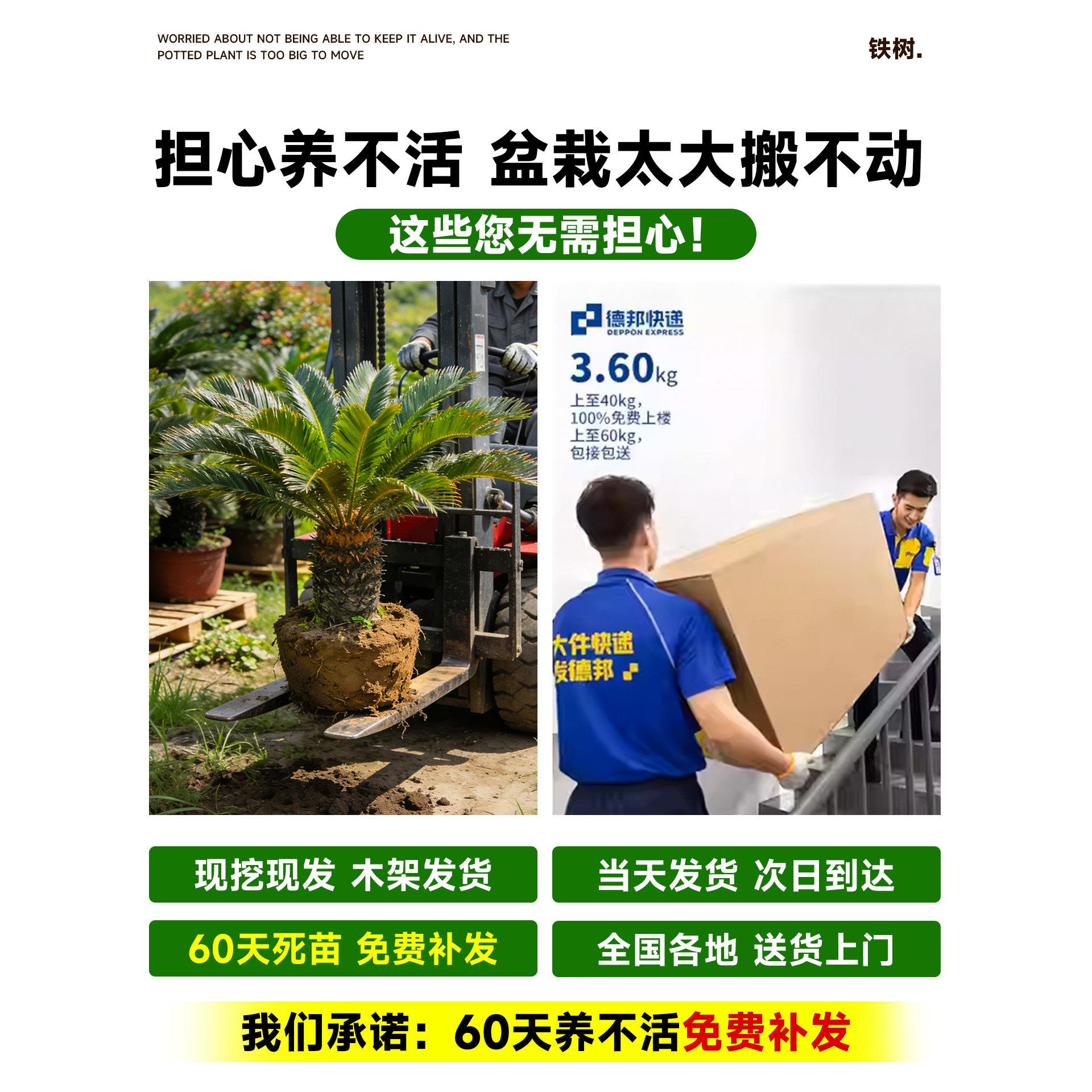 铁树盆栽精592品桩盆大型景树苗适合庭院门老口客好厅种的绿植物