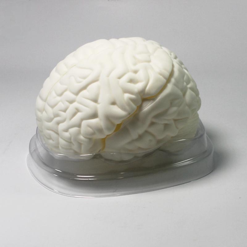 脑解剖模型 脑解剖模型自然大拼装人体大脑中学生物演示教具33211