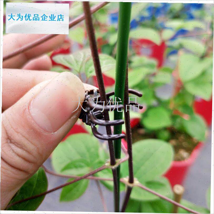 蝶夹兰花a夹铁线莲月季欧月专用夹子枝条固定夹子枝杆造型夹5爪.