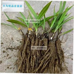 小叶仙茅b苗现挖新鲜独茅根地棕根绿植多年生草药苗煲汤泡酒独茅,