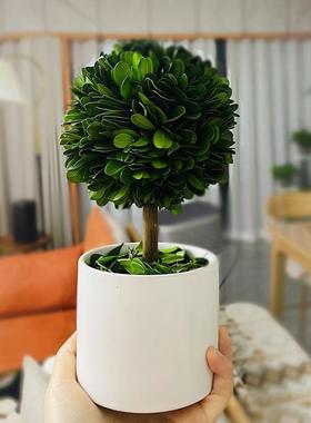 公室桌面饰装花盆客植办x6752856物家居厅玄关饰品情绪稳定小摆件