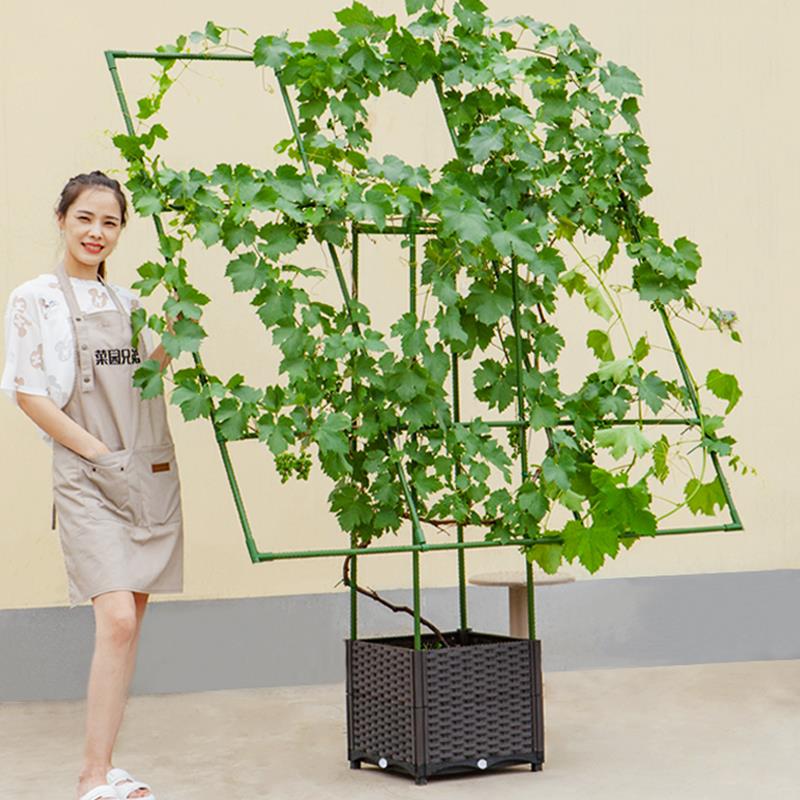 阳台葡萄架种植箱庭院室外植物攀爬架子蔬菜月季园艺支撑杆爬藤架