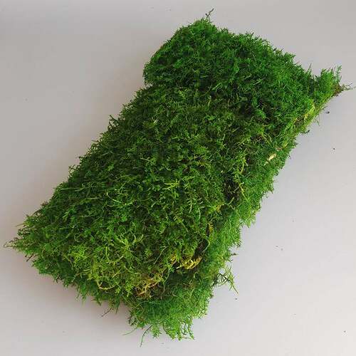 墙永生苔藓LYH青苔青植绒微景观造景饰苔盆景真植物装饰微装景观
