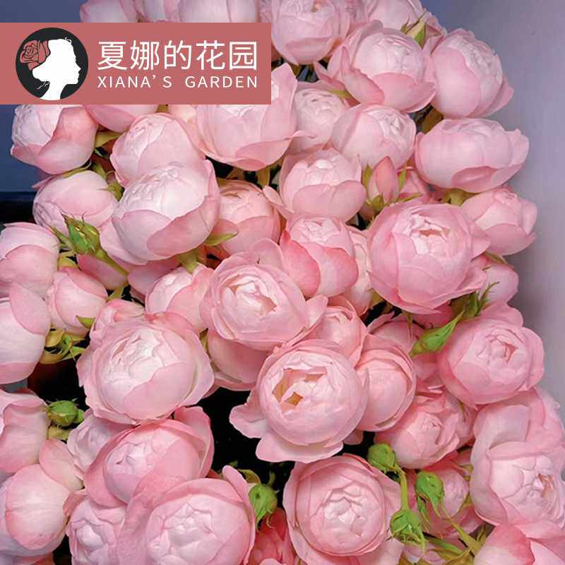 草莓杏仁饼月季花苗灌木观花植物抗病耐热勤花大花多头四季开花