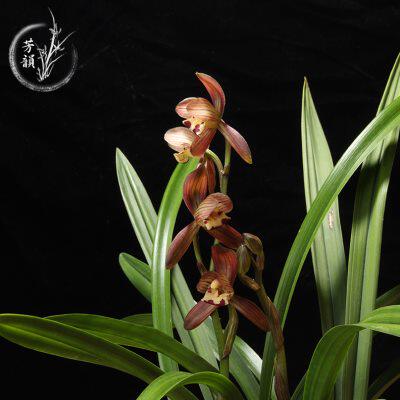 兰花苗建兰四季兰 名品 红君荷 办公室客厅花卉绿植盆栽室内植物