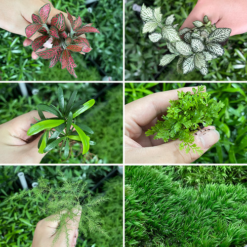 苔藓微景观水陆缸生态缸绿植文竹罗汉松网纹草蕨类小叶薜荔材料包