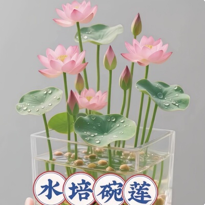 碗莲种子四季可播易养水培盆栽