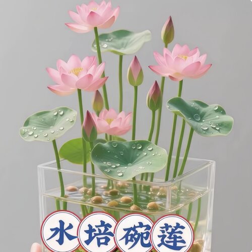 碗莲种子四季可播易养水培盆栽