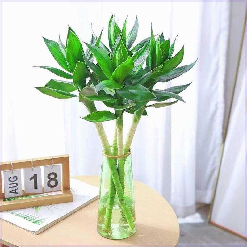 转运节节竹带根开运竹绿植水培文昌植物室内花高水培富贵竹花卉