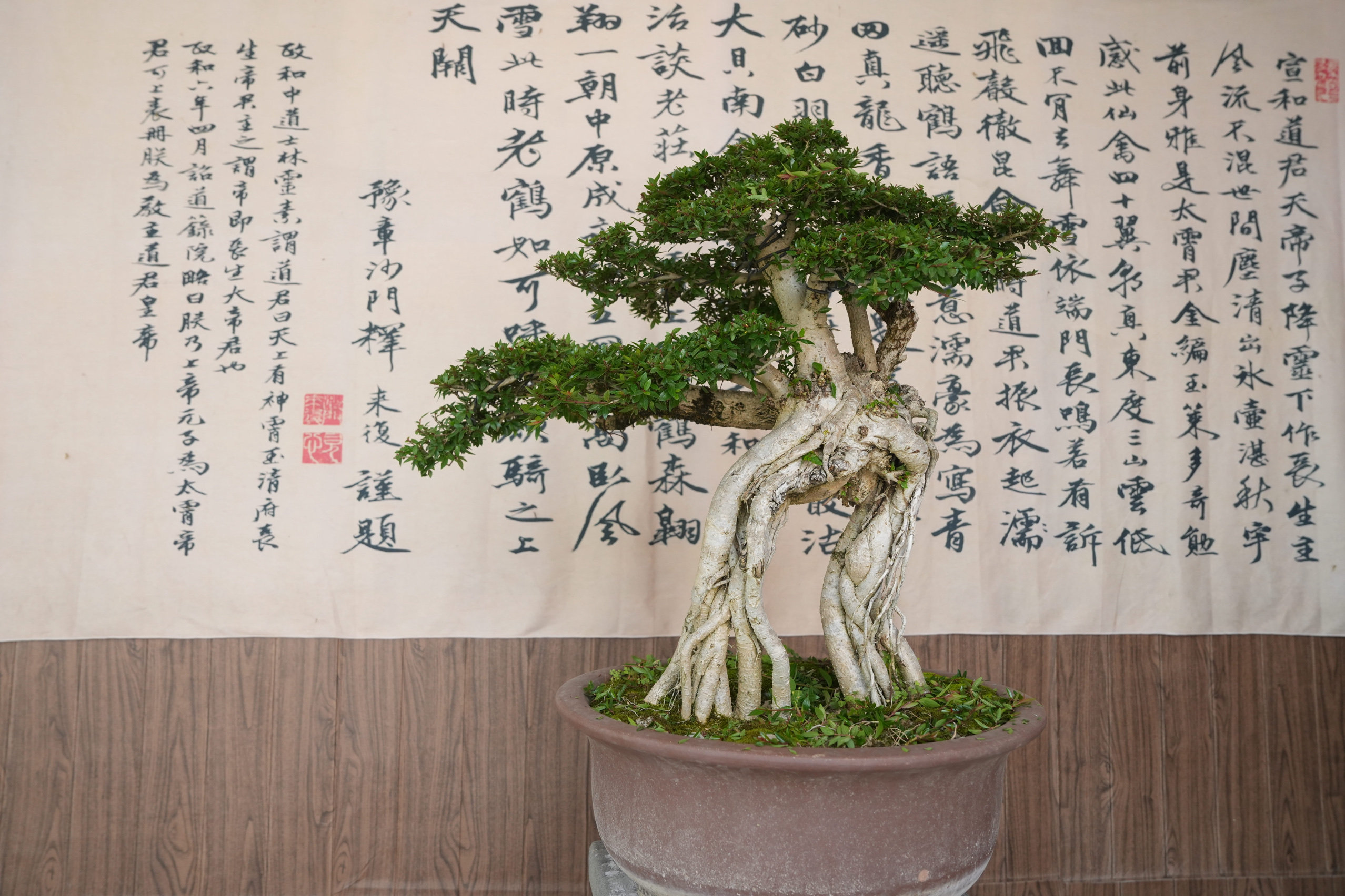 水杨梅盆景提根造型精品开花结果耐热耐寒非常适合新手养庭院别墅