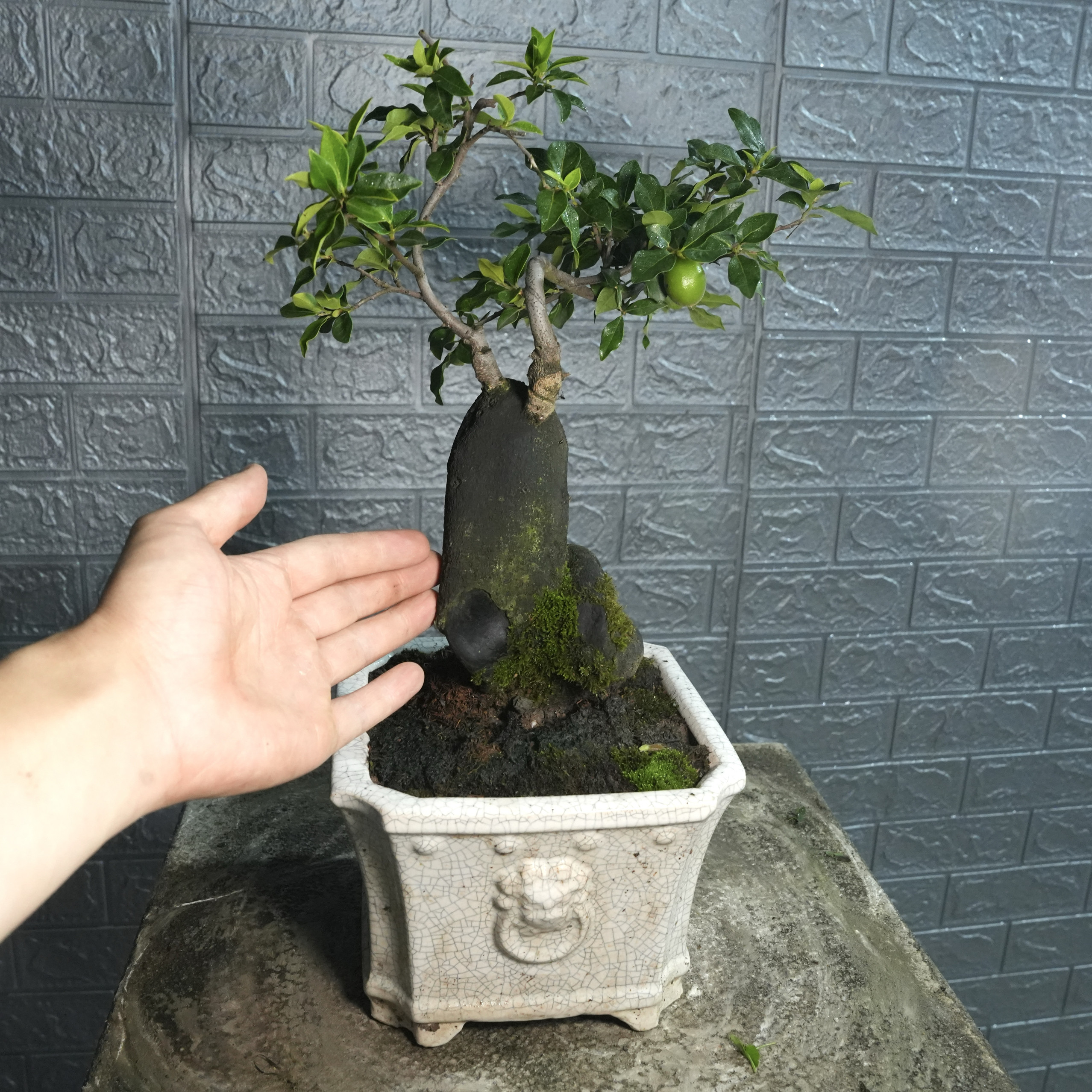 挂果灌木金弹子盆景生桩熟桩组合花盆