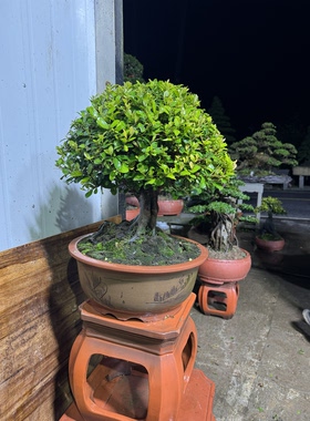中华蚊母盆景绿植盆栽 四季常青 直播间一物一拍付款链接