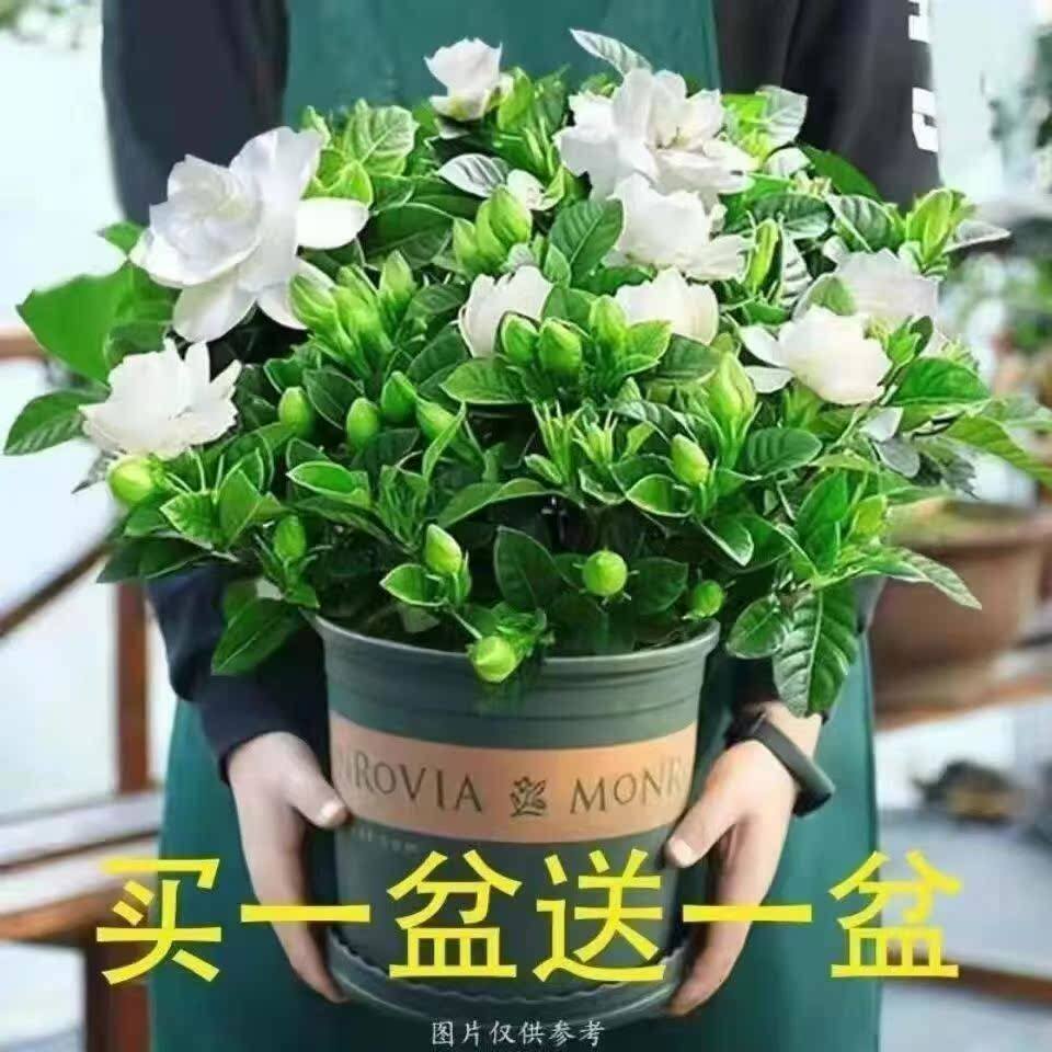 浓香型大盆牡丹栀子花四季开花卉绿植室内桌面盆栽净化空气吸甲醛