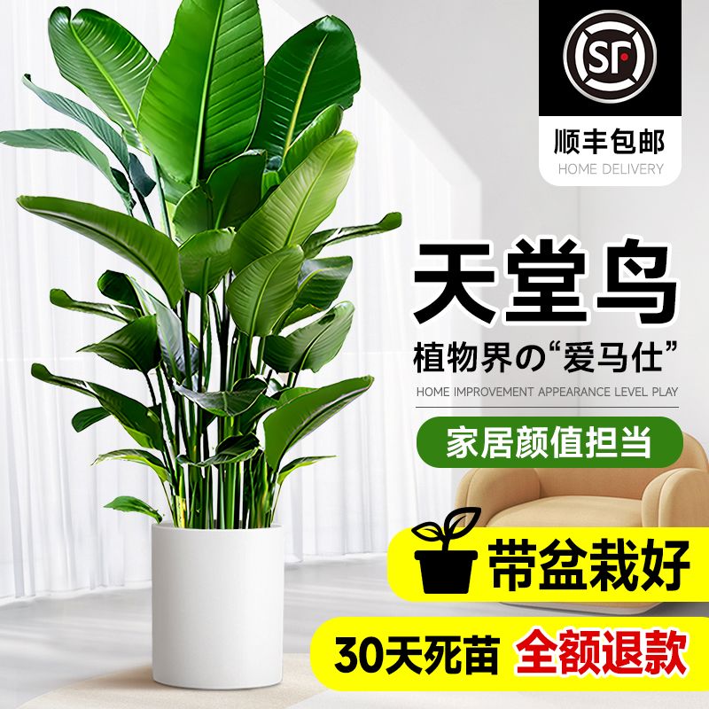 天堂鸟盆栽绿植室内大型客厅植物落地真树办公室鹤望兰大禄植花卉