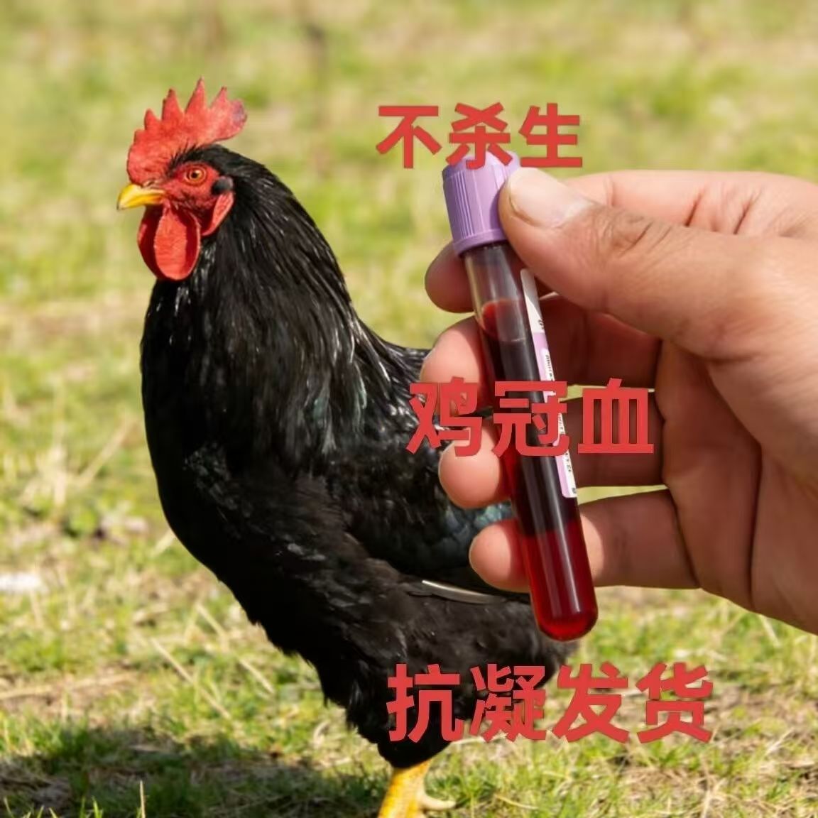 公鸡血黑鸡血鸡管血公鸡血红公鸡血拌朱砂液写字画画纯鸡血