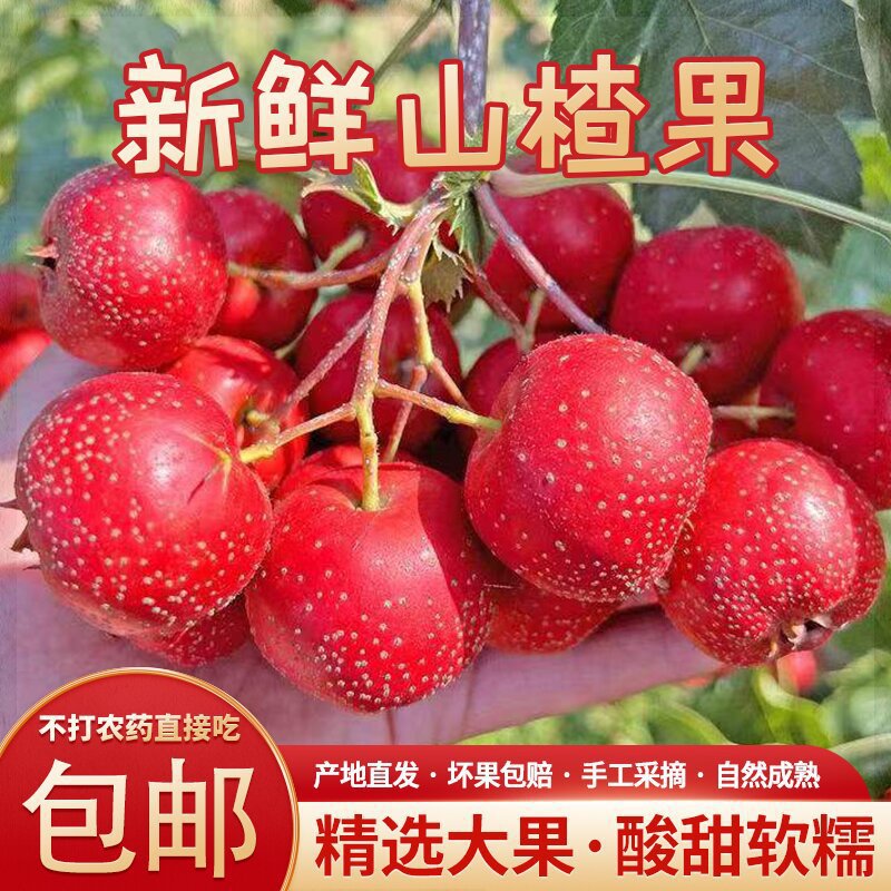 新鲜山楂果山楂新鲜山楂鲜果水果山里红铁山楂糖葫芦山楂鲜果包邮
