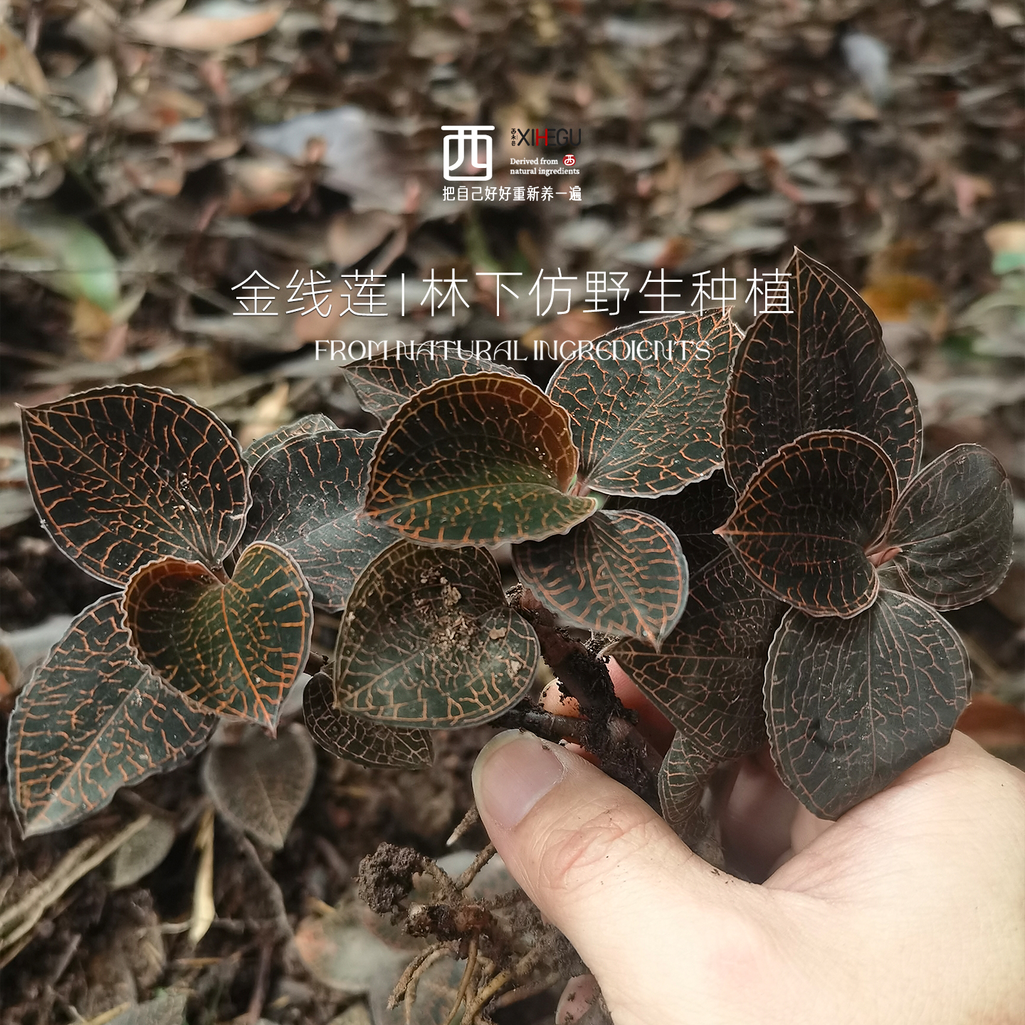 西禾谷 | 九州神草 福建林下 整株金线莲 50g  非大棚种植