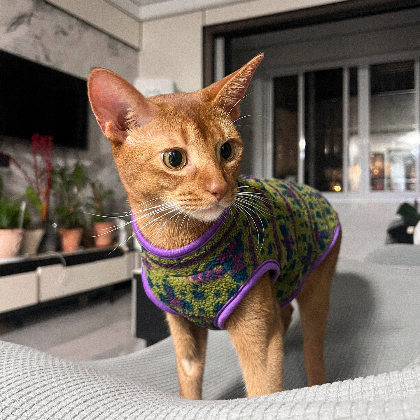 冬季德文猫衣服加厚保暖防掉毛阿比西尼亚无毛猫公猫背心过冬服饰