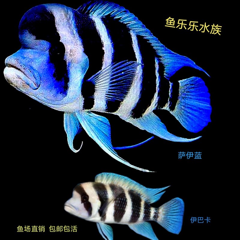 现货六间鱼活体萨伊蓝六间伊巴卡布隆迪大型南美雕科鱼热带观赏鱼