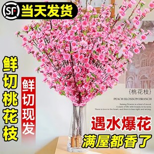 速发花花枝水培植物室内好养雪枝鲜枝水养红梅干柳带桃苞鲜切花卉