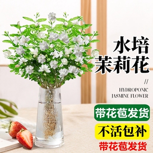 速发苞培植物茉莉水盆栽带花花绿植室内好养花卉九里香四季开花