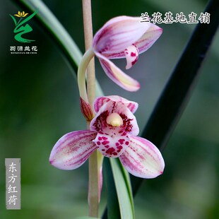 速发翁源兰花四季建兰东方红荷开花浓花好养室内绿植盆卉香栽原盆