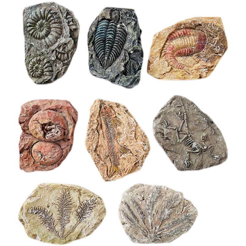 匹诺考古挖掘玩具古生物化石儿童手工diy菊石三叶虫恐龙蛋模型8