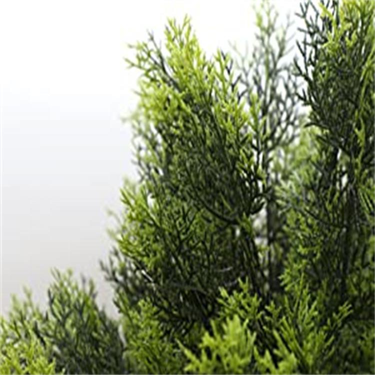 假仿真发散形万年青柏树热带绿植装饰件BF29花卉盆摆景盆松栽松针