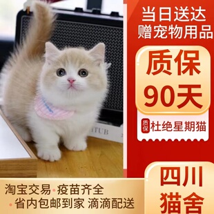 乳白短腿猫纯种曼基康矮脚猫宠物猫咪英国短毛猫黄白幼猫崽拿破仑