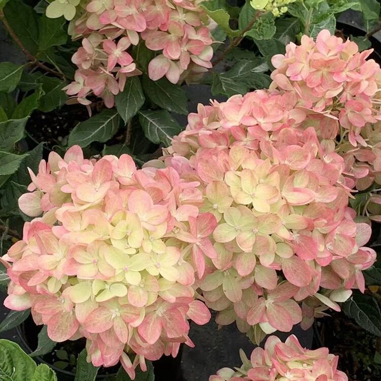 圆锥绣球香草草莓耐晒石灰灯夏日美人北极熊活力青柠花苗盆栽花卉
