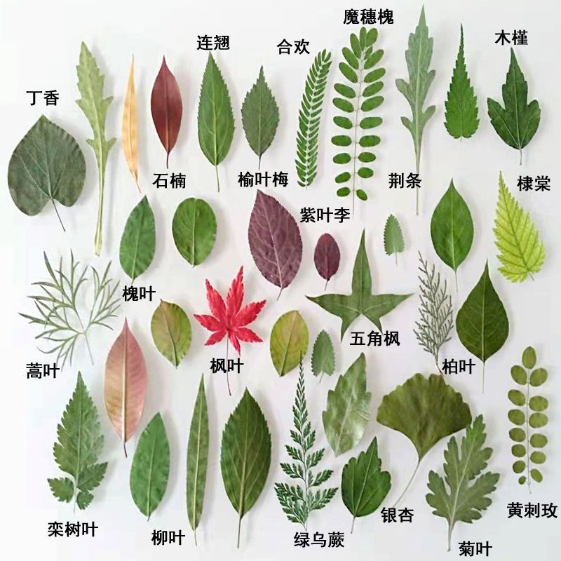 天然干树叶手工装饰材料合集叶子干花植物包真标本