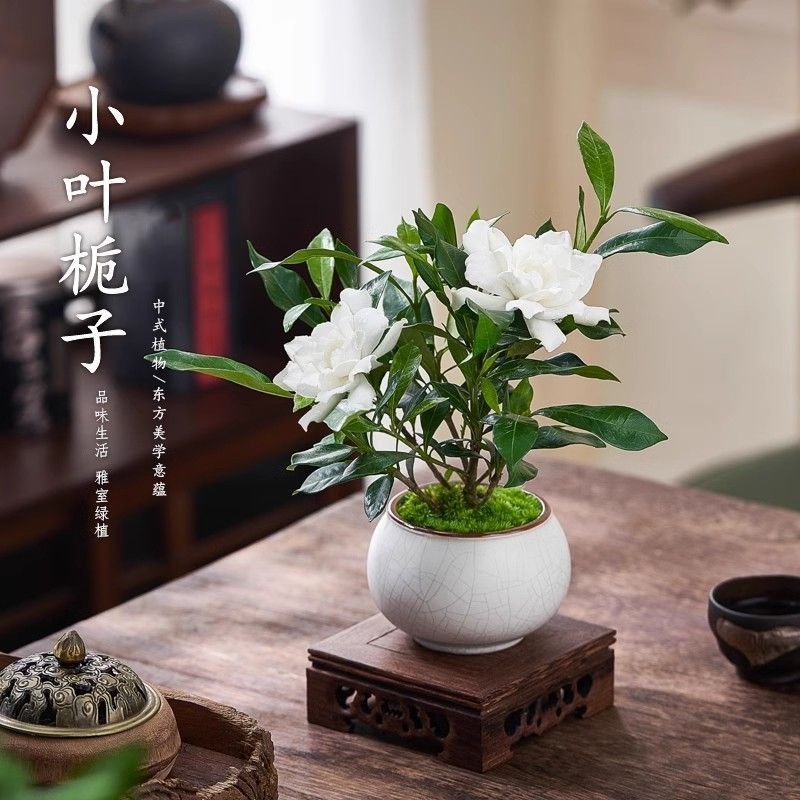 小叶栀子花四季盆栽植物室内客厅好养办公室桌面带盆景小绿植