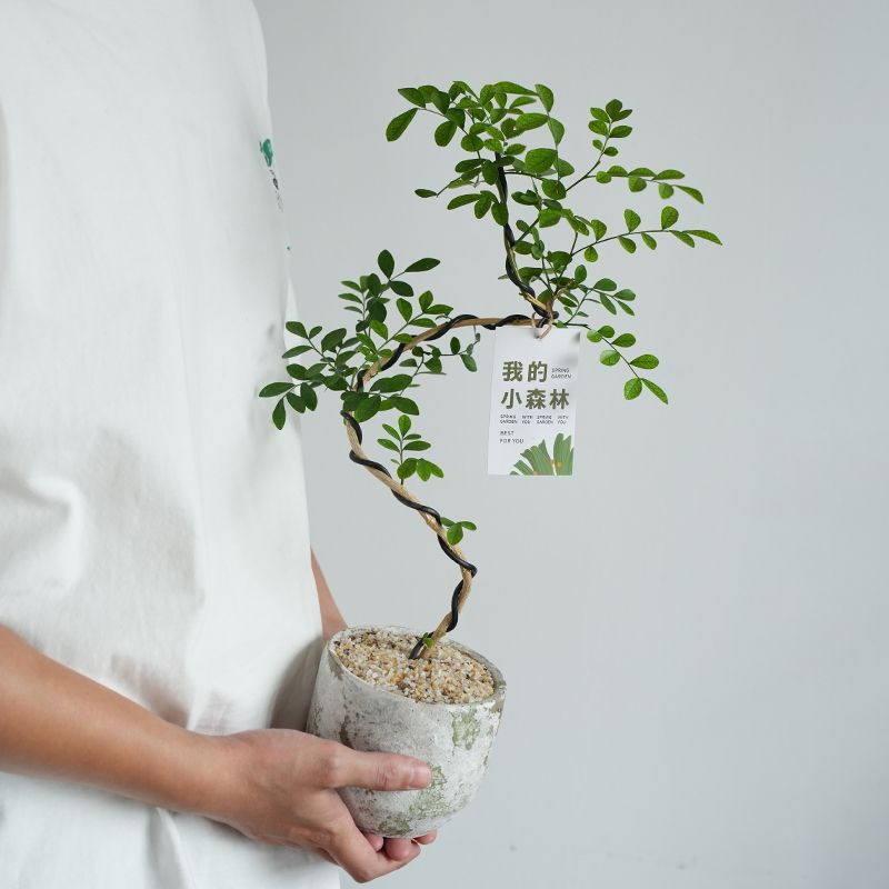 造型九里香盆栽办公室内桌面绿植茶几摆件开花情绪植物花卉观叶