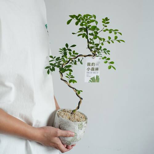 造型九里香盆栽办公室内桌面绿植茶几摆件开花情绪植物花卉观叶