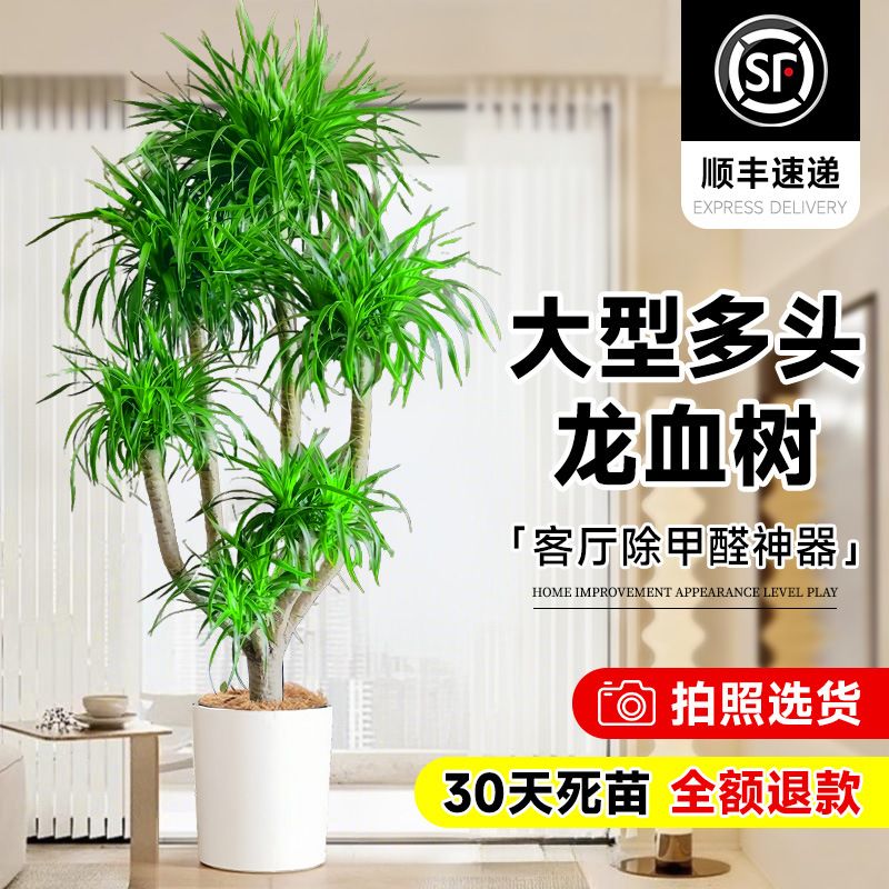 龙血树客厅大型旺宅绿植多头龙须树盆栽室内落地盆景真龙铁树植物