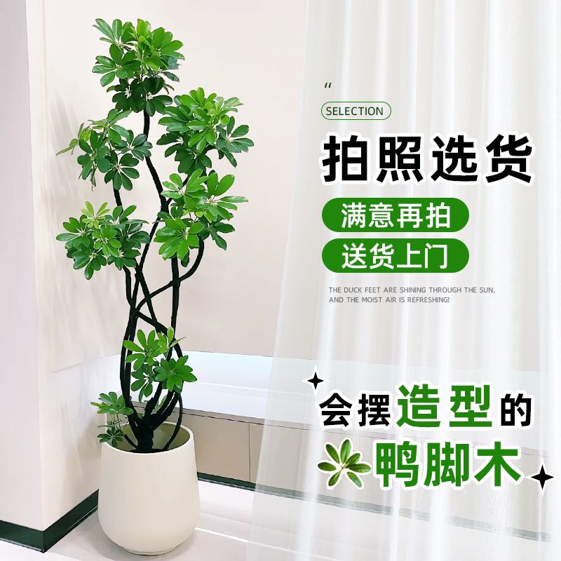 造型鸭脚木客厅大盆栽鸭掌木鹅掌柴室内绿植大型四季常青真花