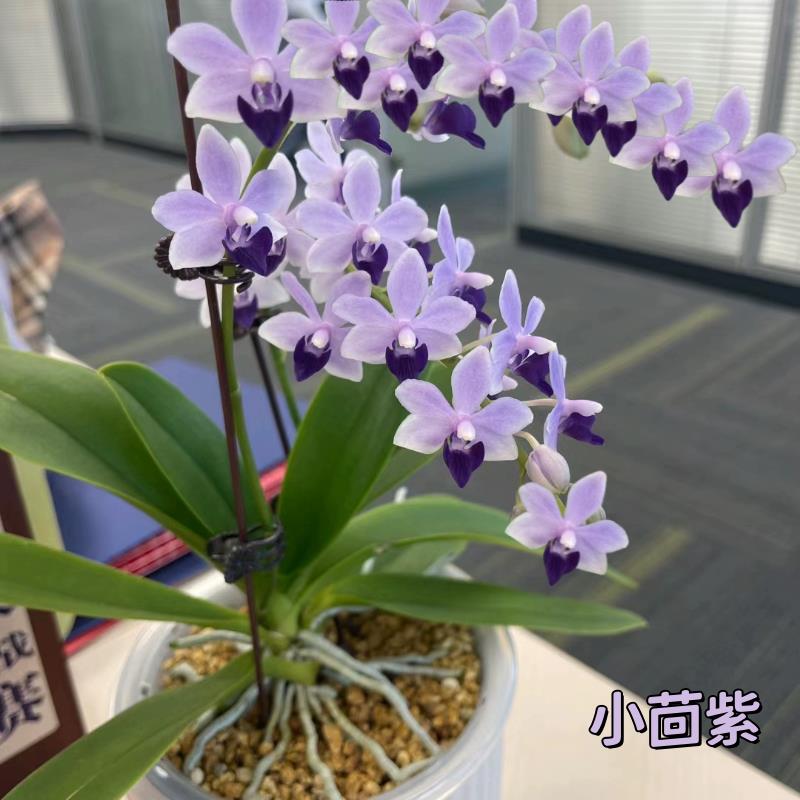 大花蝴蝶兰带花剑盆栽花苗室内花卉绿植盆景四季开花观花