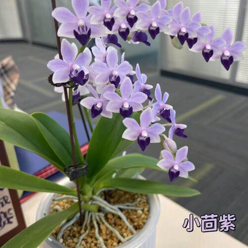 大花蝴蝶兰带花剑盆栽花苗室内花卉绿植盆景四季开花观花