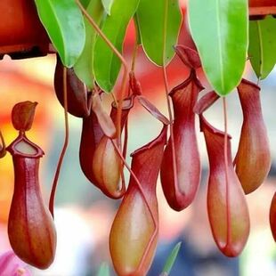 猪笼草盆栽捕蝇草室内挂绿植吊兰庭院吊盆