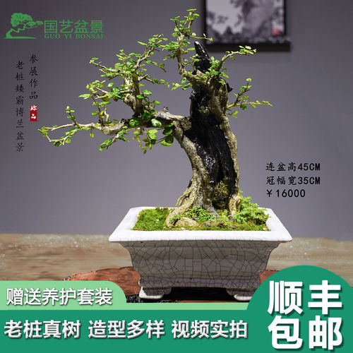 海南老桩博兰桂花盆景真树桂花红豆杉西湖龙井橄榄桔一物一拍盆栽