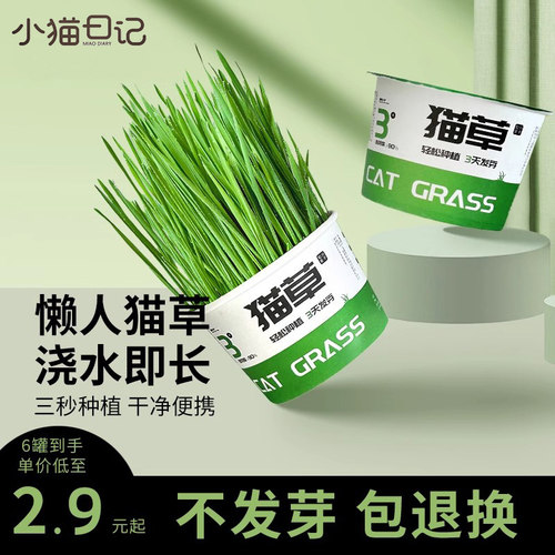 小猫日记懒人泡面猫草mini创新滤水设计水培杯化毛草自种猫草盆栽