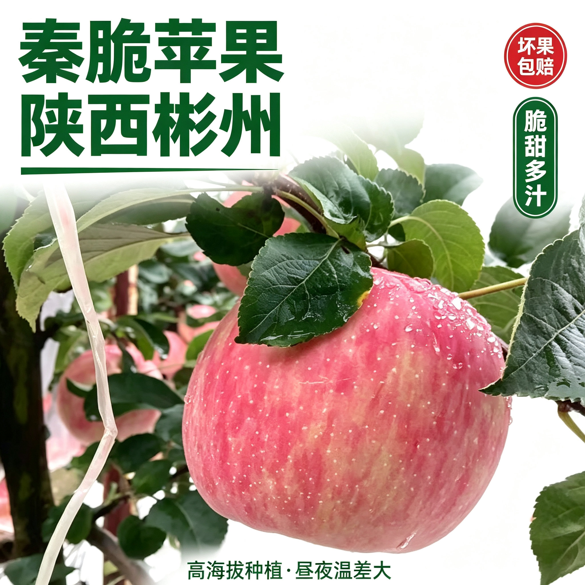 2026彬州秦脆苹果脆甜产地直发